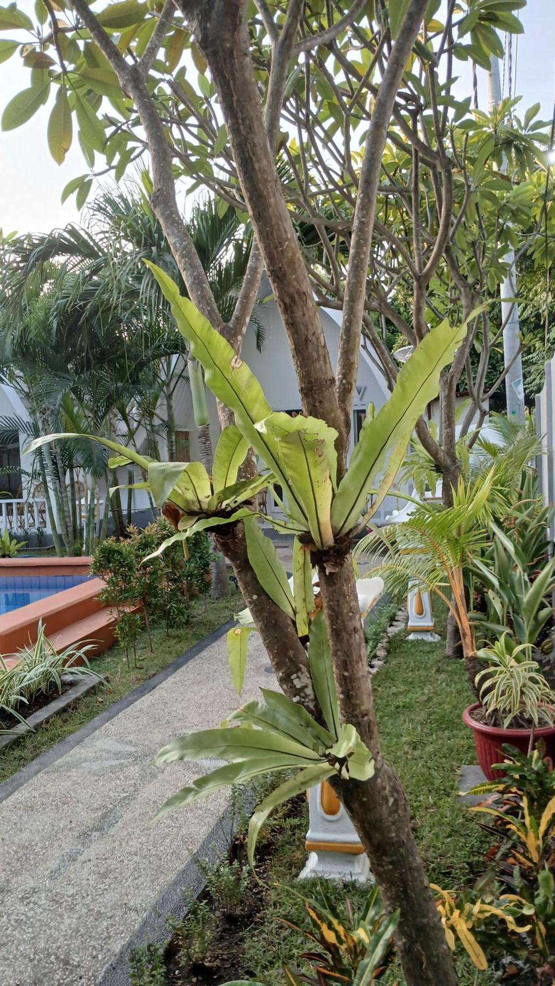 New Balengku Dua Hotel - Adults Only กิลิไอร์ ภายนอก รูปภาพ
